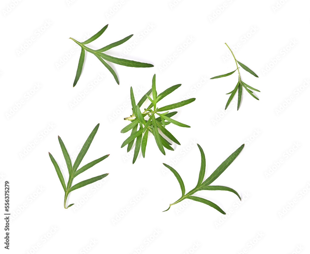 Obraz premium Artemisia vulgaris L, Sweet wormwood, Mugwort or artemisia annua branch green leaves isolated on white background. Thai herbal medicine