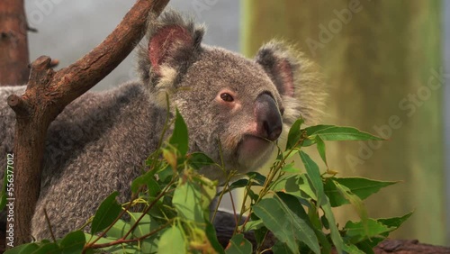 Fluffy herbivorous koala, phascolarctos cinereus munching on delicious eucalyptus leaves at wildlife sanctuary, close up shot.