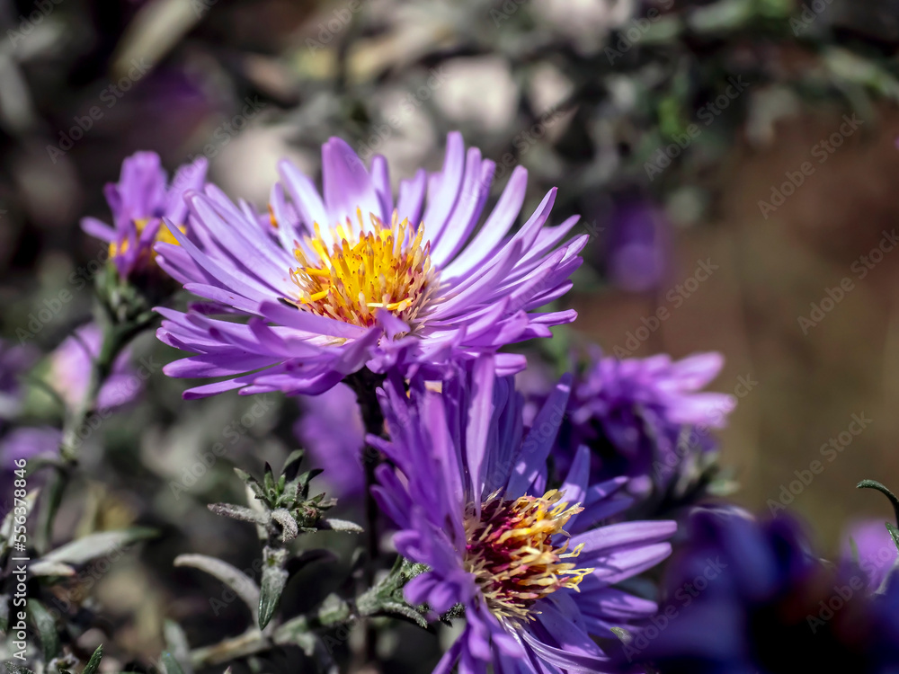 fresh autumn purple flowers in the garden fresh autumn purple flowers in the garden