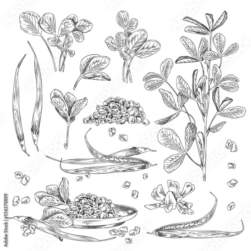 Hand drawn fenugreek plants and pods set sketch style photo