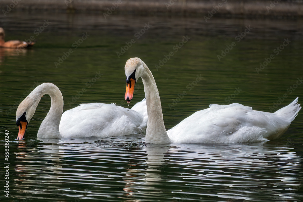 Two graceful white swans swim in the dark water. Two graceful white swans swim in the dark water.