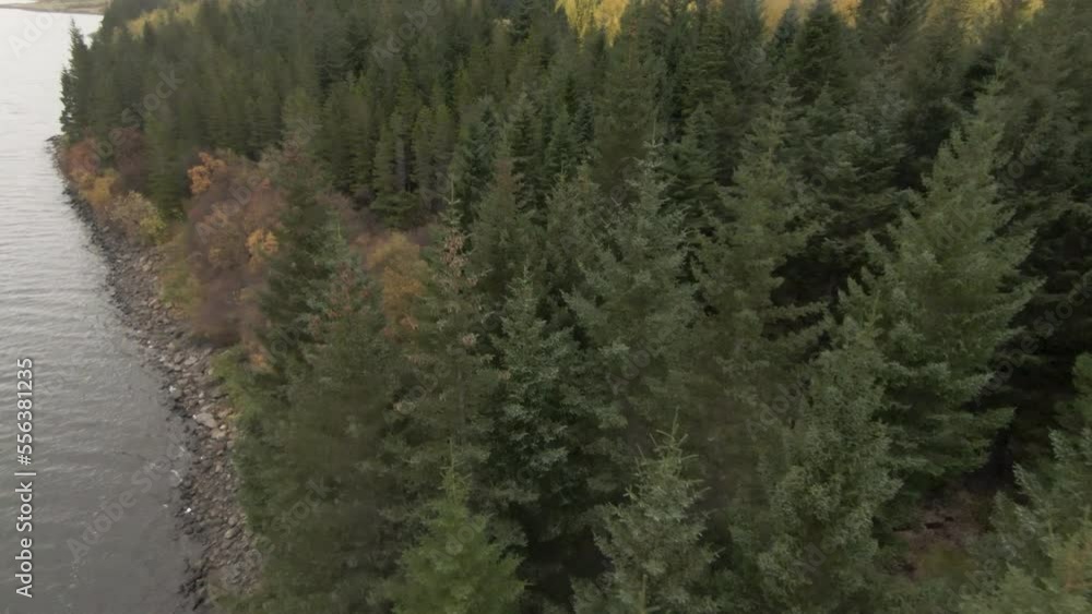 Beautiful forest on lake shore full of yellow, green trees. Dolly view Beautiful forest on lake shore full of yellow, green trees. Dolly view