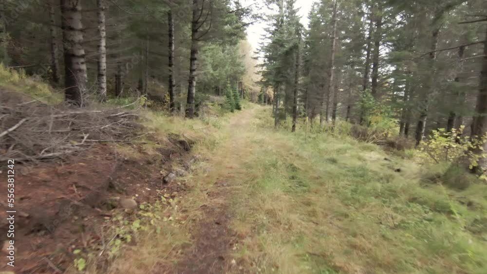 Alley of trees in pine forest. Dolly forward Alley of trees in pine forest. Dolly forward
