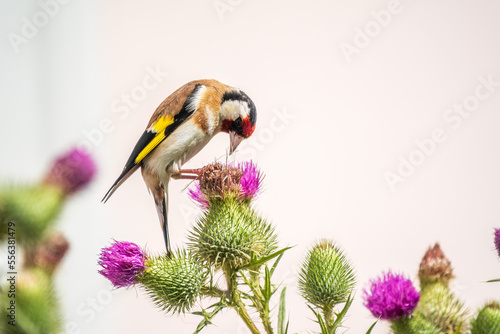 Foto European goldfinch, feeding on the seeds of thistles