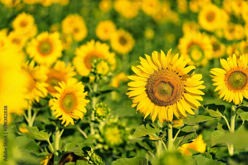 Yellow field with sunflowers.Big yellow sunflower against the blue sky.Sunflowers field at Lopburi, Thailand Yellow field with sunflowers.Big yellow sunflower against the blue sky.Sunflowers field at Lopburi, Thailand