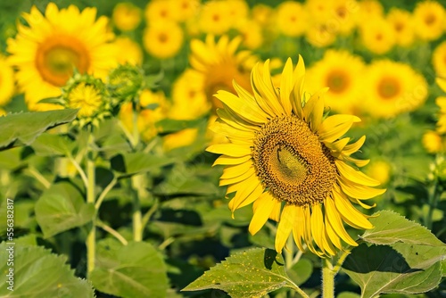 Yellow field with sunflowers.Big yellow sunflower against the blue sky.Sunflowers field at Lopburi  Thailand