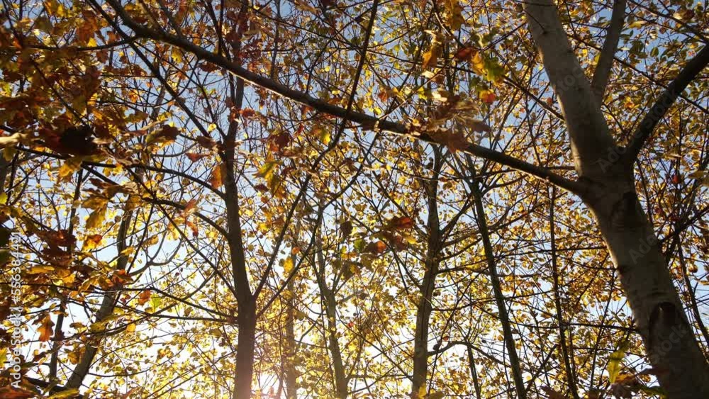 In French forest leaves with a camera movement with the colors of autumn, the sun passes through the brown leaves and others in the background fall on the ground In French forest leaves with a camera movement with the colors of autumn, the sun passes through the brown leaves and others in the background fall on the ground