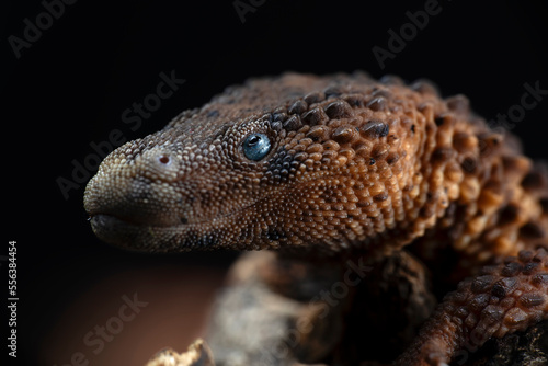 Closeup head of Earless Monitor Lizard (Lanthanotus borneensis) is a species of lizard endemic to Indonesia and only be found in Borneo island or Kalimantan.