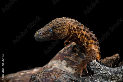 Earless Monitor Lizard  Lanthanotus borneensis  is a species of lizard endemic to Indonesia and only be found in Borneo island or Kalimantan.