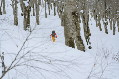 山スキー　ブナの森をゆく　北信州鍋倉山 photo