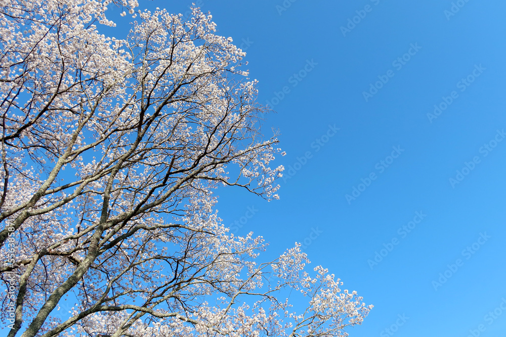 青空を背景に咲く満開の桜