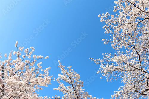 青空を背景に咲く満開の桜