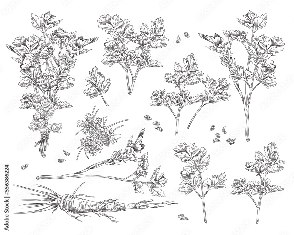 Garden parsley set, hand drawn monochrome sketch vector illustration ...