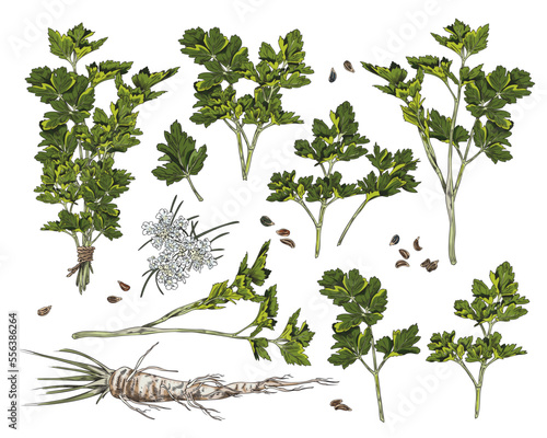 Set of hand drawn colorful parsley plants, roots and seeds sketch style