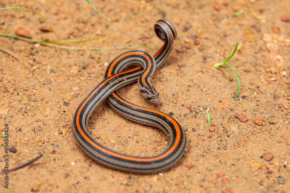 Banded coral snake Banded coral snake