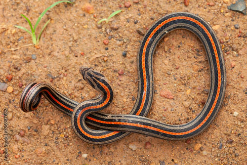 Banded coral snake