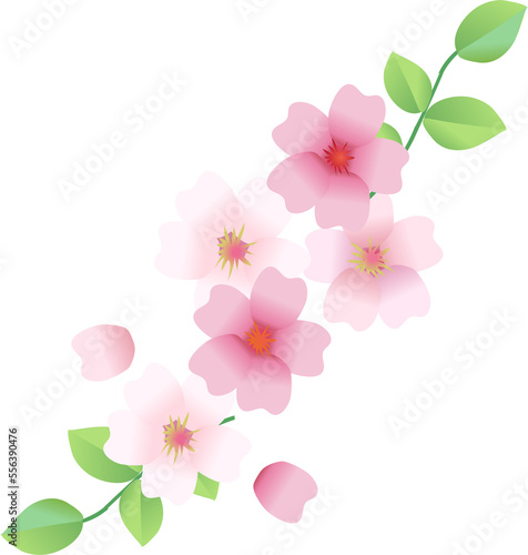Sakura Cherry blossoms border