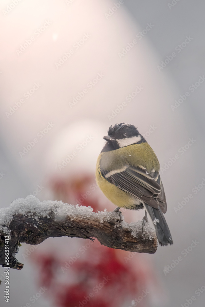 Great tit (Parus major) oerched on a snowy branch during snowfall, Italian Alps, Piedmont.