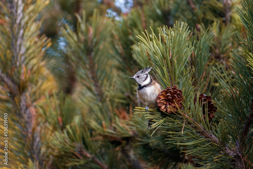 Crested tit (Lophophanes cristatus) feeding on a pine tree near a pine cone, in a coniferous forest in the Alps mountains. Italy.