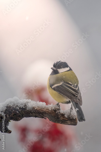 Obraz na płótnie Great tit (Parus major) oerched on a snowy branch during snowfall, Italian Alps, Piedmont. w salonie