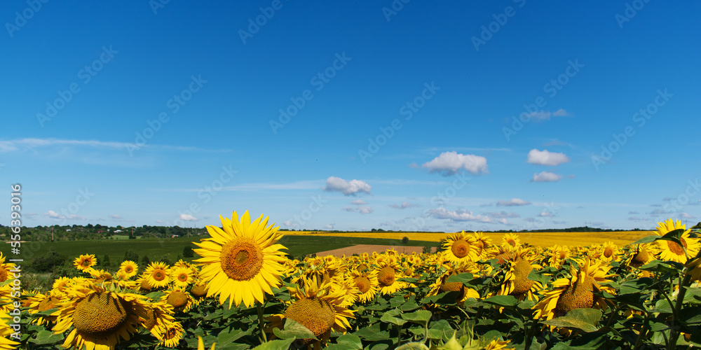 Panorama of a field of flowering sunflowers.