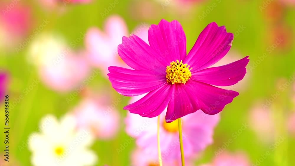 Beautiful cosmos flowers in the garden, outdoor Chiangmai Thailand Beautiful cosmos flowers in the garden, outdoor Chiangmai Thailand