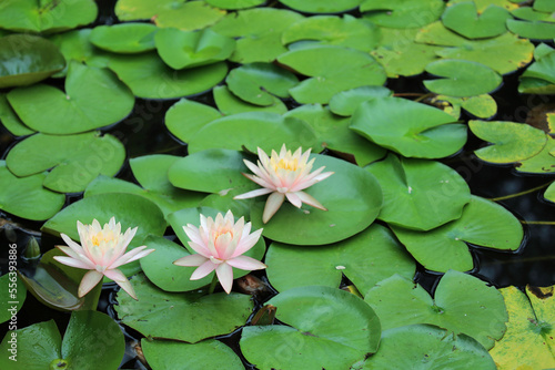 ピンクのスイレンの花