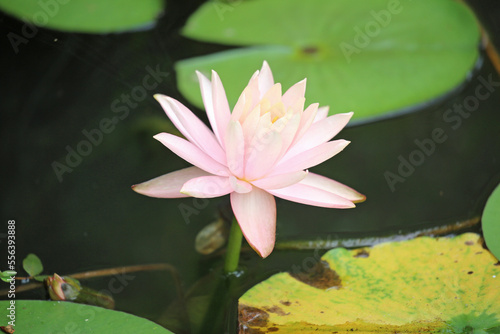 ピンクのスイレンの花