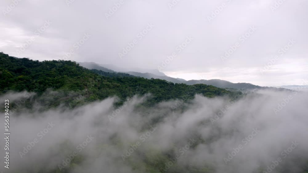 Aerial shot above a dense forest with clouds rolling in Aerial shot above a dense forest with clouds rolling in