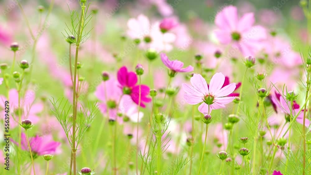 Beautiful cosmos flowers in the field, outdoor Chiangmai Thailand Beautiful cosmos flowers in the field, outdoor Chiangmai Thailand