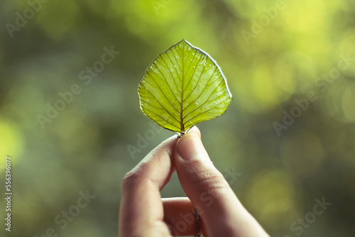 Close up female hand holding leaf in epoxide resin concept photo. First view person photography with bokeh lights on background. High quality picture for wallpaper, travel blog, magazine, article