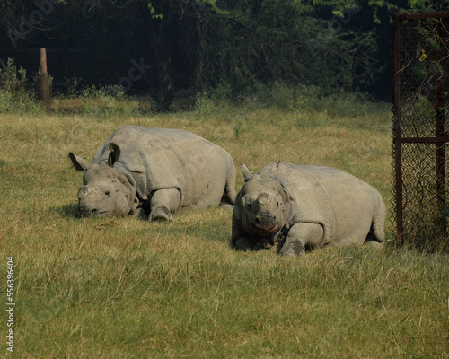 Bild auf Leinwand Two rhinos lazing around in sun at a Zoo in India