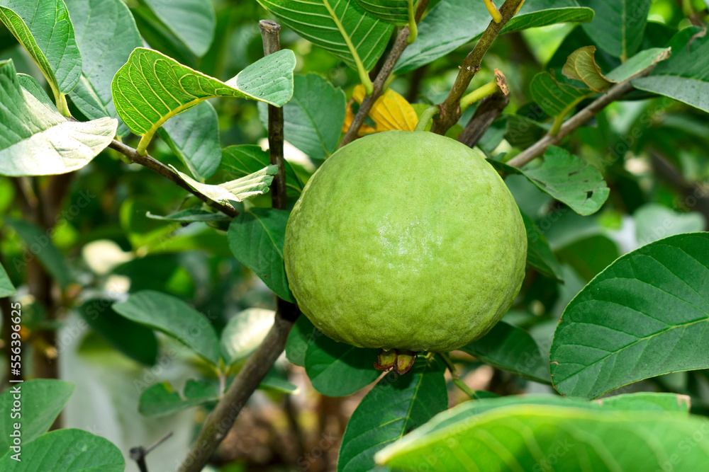 Fresh guava fruit with green leaf on the tree Fresh guava fruit with green leaf on the tree