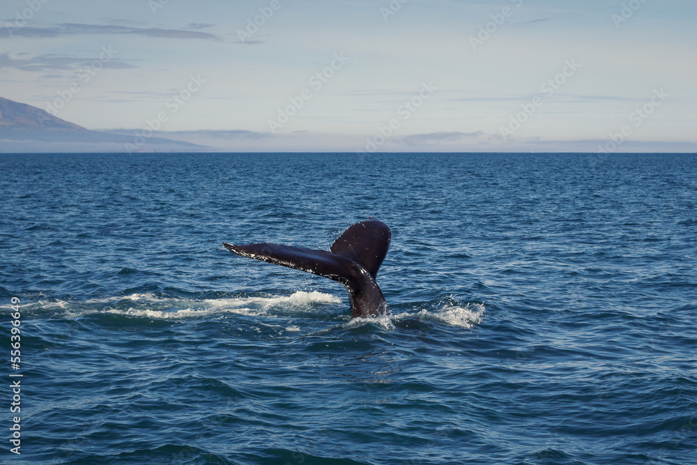 Obraz premium Black tail of whale in water landscape photo. Beautiful nature scenery photography with mountains on background. Idyllic scene. High quality picture for wallpaper, travel blog, magazine, article