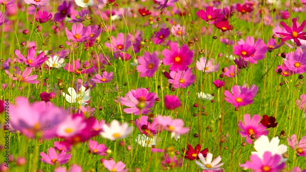 Beautiful cosmos flowers in the field, outdoor Chiangmai Thailand Beautiful cosmos flowers in the field, outdoor Chiangmai Thailand