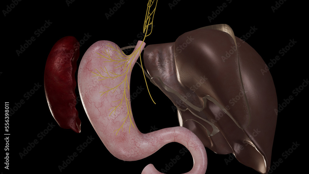 Anatomical Illustration of Posterior Vagal Trunk.3d rendering Stock