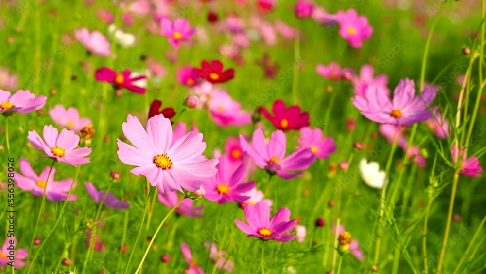 Beautiful cosmos flowers in the field, outdoor Chiangmai Thailand Beautiful cosmos flowers in the field, outdoor Chiangmai Thailand