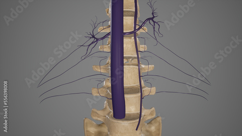 Anatomical Illustration of Lumbar Veins.3d rendering photo