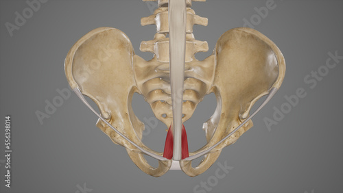Anatomy of Abdominal Muscles Pyramidalis.3d rendering