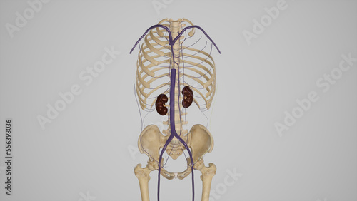 Superior and Inferior Vena Cava.3d rendering photo