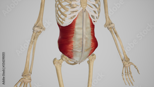 Transversus Abdominis Muscle of Abdomen.3d rendering