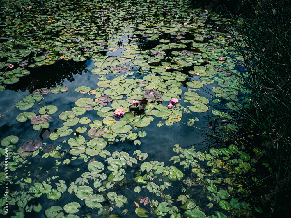 lilies in the pond lilies in the pond