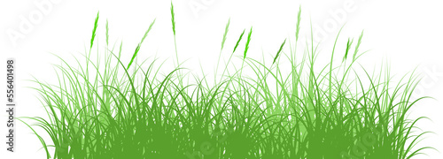 reeds grass isolated