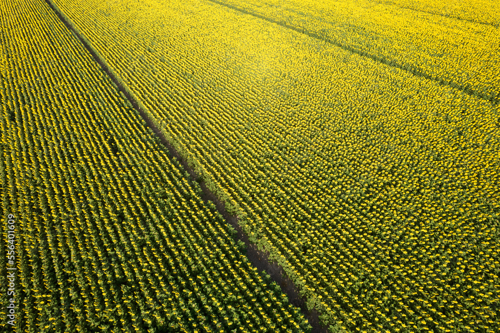 Aerial view of a sunflower field photographed in the summer season Aerial view of a sunflower field photographed in the summer season