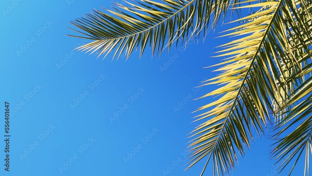 A green palm tree against a blue sky. Palm trees in the sunlight. View of palm trees against the sky with branches swaying in the wind - 4K video. Palm tree on the seashore view from below. Egypt 2022 A green palm tree against a blue sky. Palm trees in the sunlight. View of palm trees against the sky with branches swaying in the wind - 4K video. Palm tree on the seashore view from below. Egypt 2022