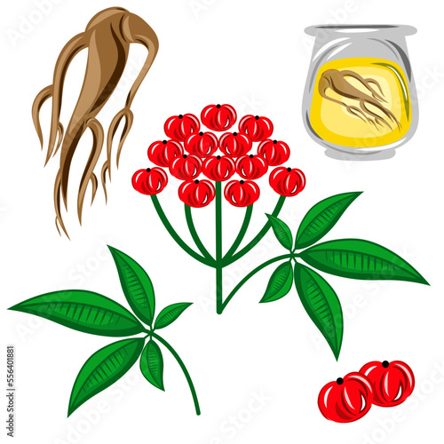 Root and leaves and berries and oil panax ginseng. Vector colorful flat illustration of medicinal plants. Biological additives are. Healthy lifestyle. For traditional medicine, gardening.