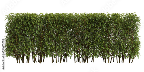 3d illustration of forsythia hedge summer isolated on transparent background