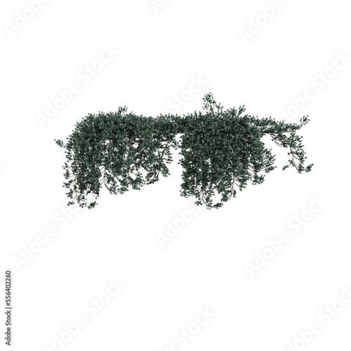 3d illustration of ivy hanging isolated on transparent background