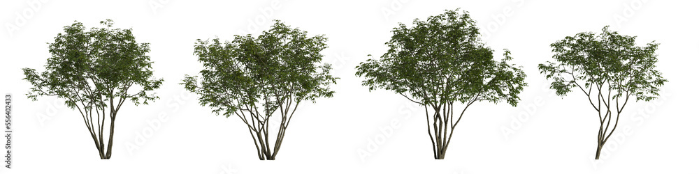 3d illustration of set amelanchier tree isolated on transparent background