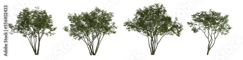 3d illustration of set amelanchier tree isolated on transparent background photo